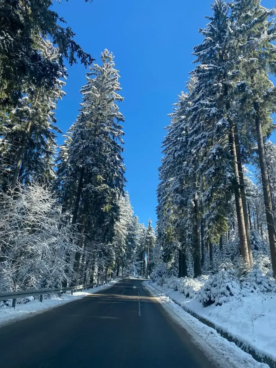 Tree road